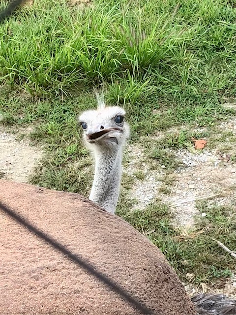 The Zoo brings together animals that exist together in the wild including Opal and Olive, two talkative ostrich who live with giraffes Honey and Gomer.